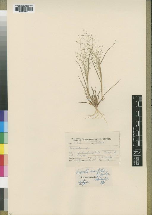 Eragrostis remotiflora De Winter - BM000923032