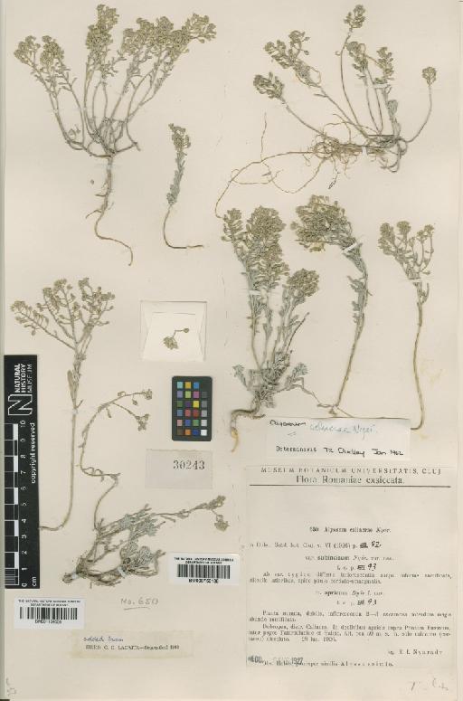 Alyssum caliacrae Nyár. - BM000750168