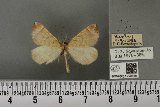 Eulithis testata (Linnaeus, 1761) - BMNHE_1760668_343345