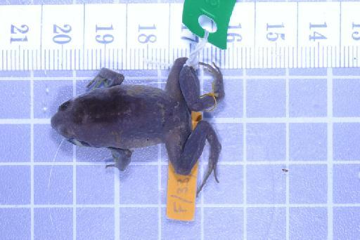 Callulops humicola compta (Zweifel, 1972) - Image of specimen 1961.851