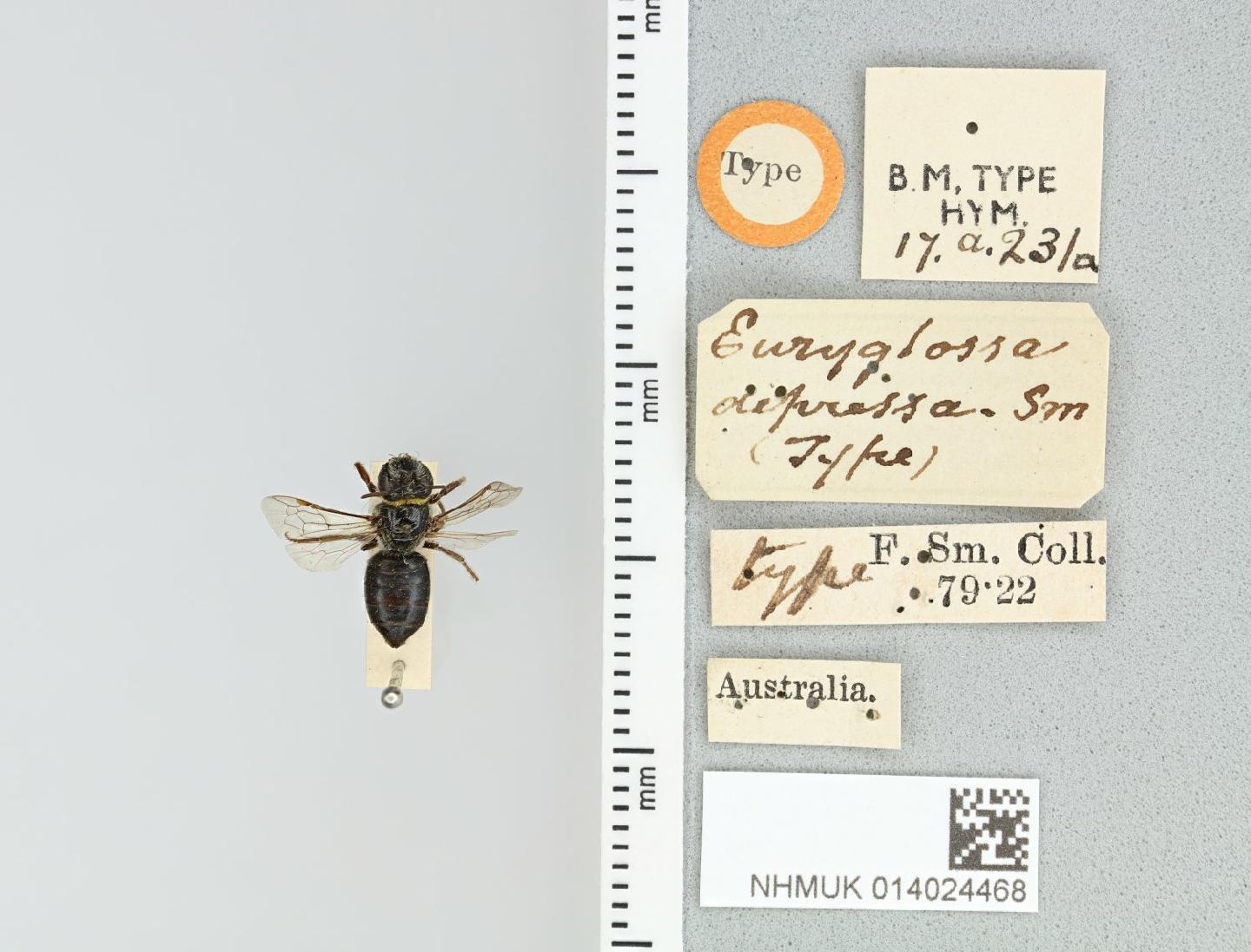 Euryglossa depressa