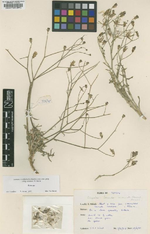 Launaea resedifolia subsp. asirensis Kilian - BM000517025