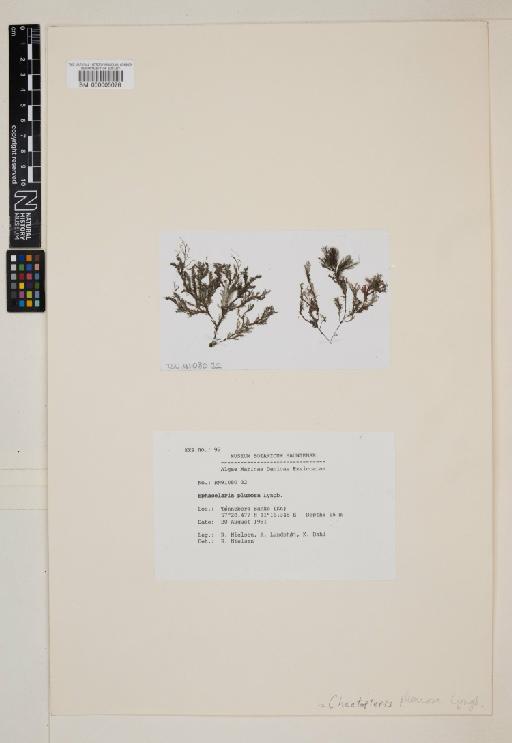 Sphacelaria plumosa Lyngb. - 000005076