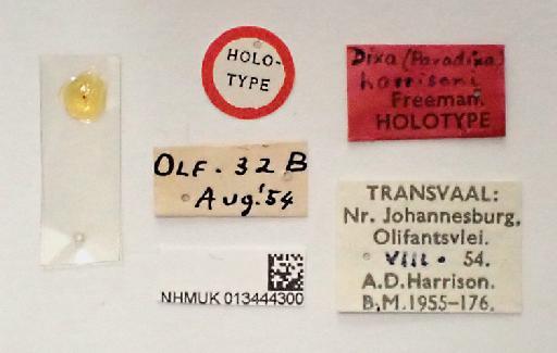 Dixella harrisoni (Freeman, 1956) - 013444300 Dixella harrisoni HOLOTYPE labels