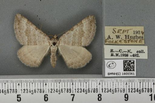 Scotopteryx bipunctaria cretata (Prout, 1937) - BMNHE_1608561_304930