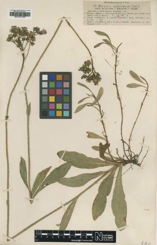 Hieracium aurantiacum f. normale Nägeli & Peter - BM001047929