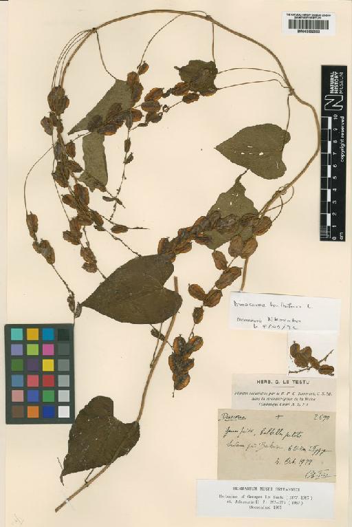 Dioscorea bulbifera L. - BM000832993