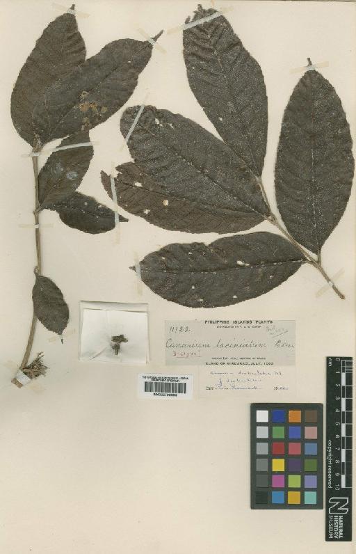 Cannarium denticulatum f. denticulatum Blume - BM000798895