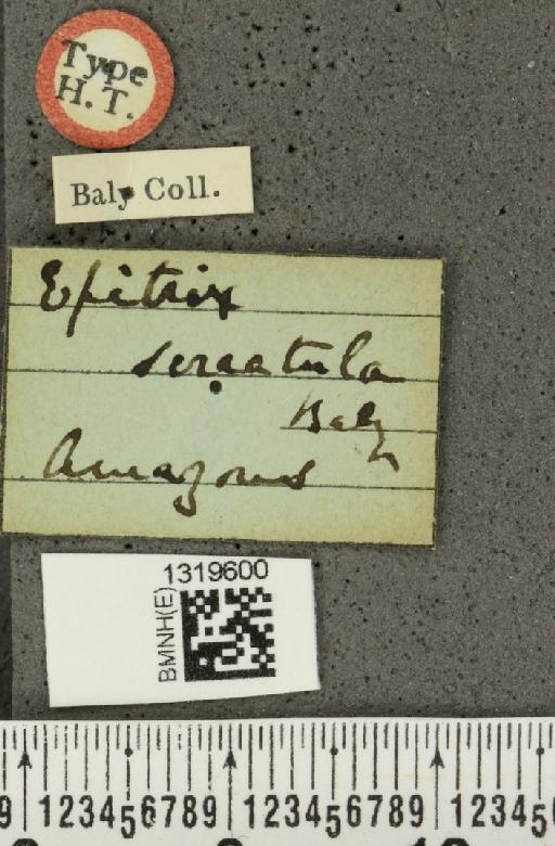 Epitrix serratula Baly, 1876 - BMNHE_1319600_label_25285