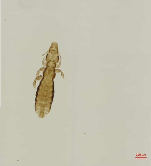 Quadraceps fimbriatus Giebel, 1866 - 010687118__2017_08_10-Scene-2-ScanRegion1