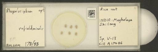 Rhopalosiphum rufiabdominalis Sasaki, 1899 - 010108440_112780_1095924