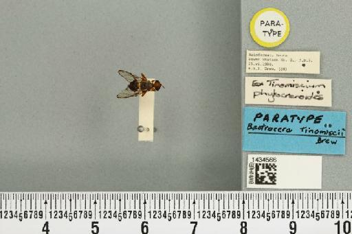 Bactrocera (Bactrocera) tinomiscii Drew, 1989 - BMNHE_1434566_28510