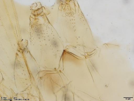 Lutzomyia (Micropygomyia) cayennensis braci Lewis, 1967 - Lutzomyia_c_braci-BMNH(E)1722028_HT-female_lower_thorax-10x.tif