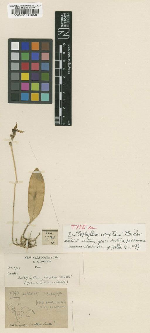Bulbophyllum comptonii Rendle - BM000525131