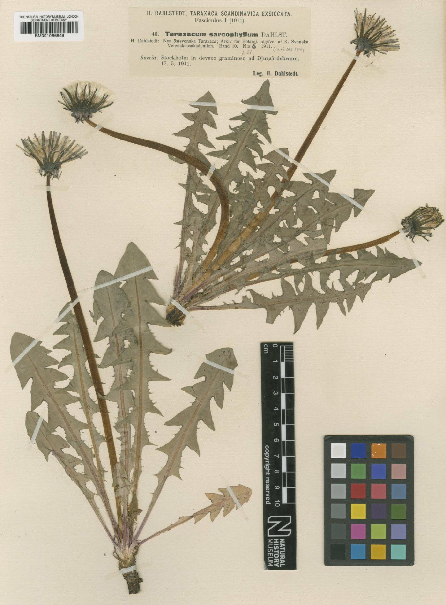 To NHMUK collection (Taraxacum sarcophyllum Dahlst.; TYPE; NHMUK:ecatalogue:2236576)
