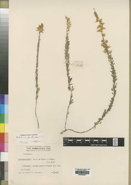 Crotalaria newtoniana Torre - BM000843277