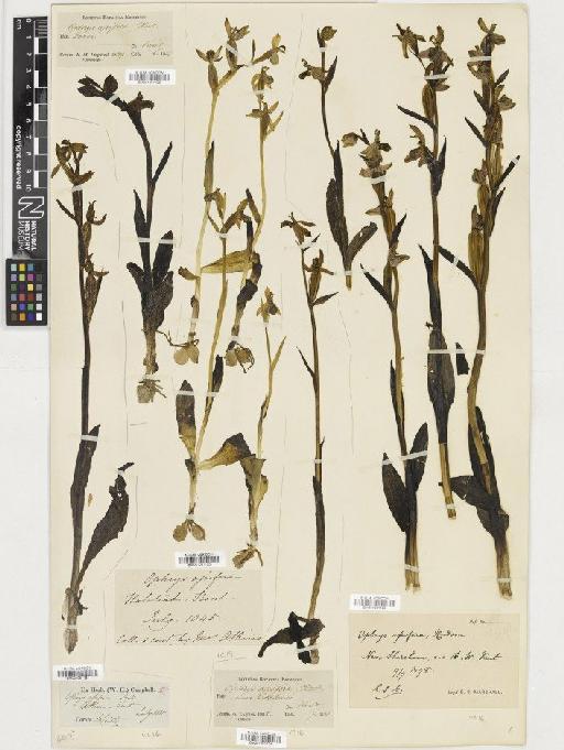 Ophrys apifera Huds. - BM001081121