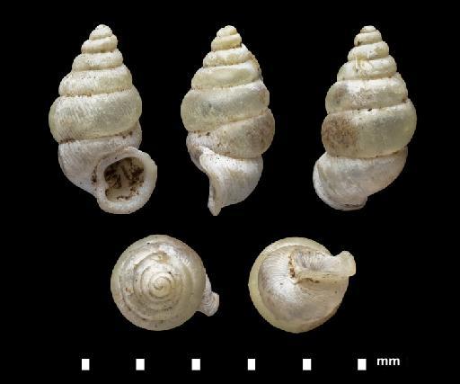 Diplommatina ungulata H. F. Blanford, 1871 - 1906.4.4.163, SYNTYPE, Diplommatina ungulata Blanford, 1871