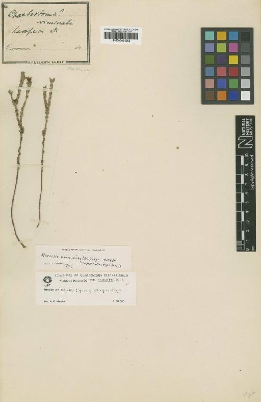 Marcetia ericoides Cogn. - BM000953956