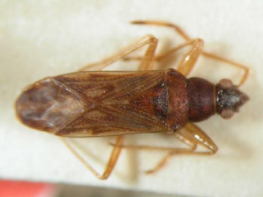 Pamerana ventralis China - Hemiptera: Pamven