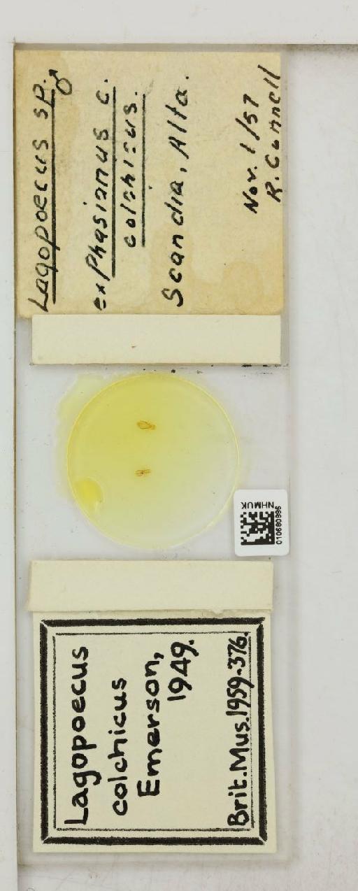 Lagopoecus brionica Vrazic, 1956 - 010680886_816433_1430158