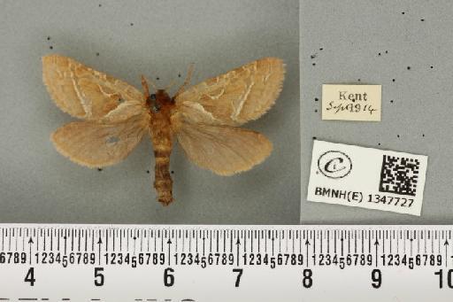 Triodia sylvina (Linnaeus, 1761) - BMNHE_1347727_186007