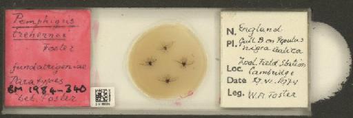 Pemphigus trehernei Foster, 1975 - 010185035_112917_1095589