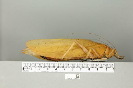 Chloracris brullei Pictet & Saussure, 1892 - 012499053_reverse