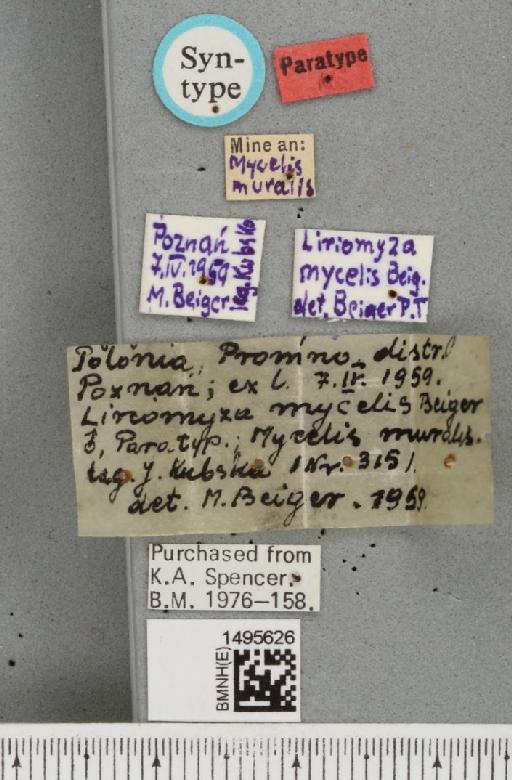 Liriomyza mycelis Beiger, 1960 - BMNHE_1495626_label_50919