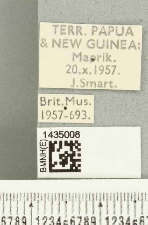 Bactrocera (Bactrocera) bryoniae (Tryon, 1927) - BMNHE_1435008_label_28472