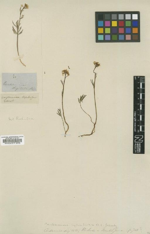 Cardamine digitata Richardson - BM000584314