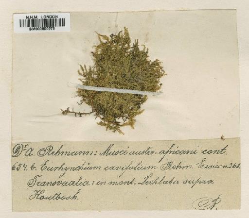 Microthamnium cavifolium Dixon - BM000850278