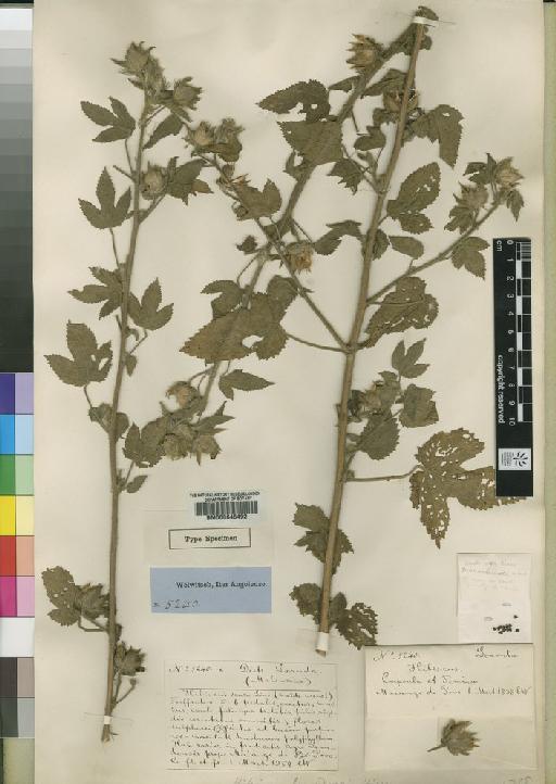 Hibiscus loandensis Hiern - BM000645492
