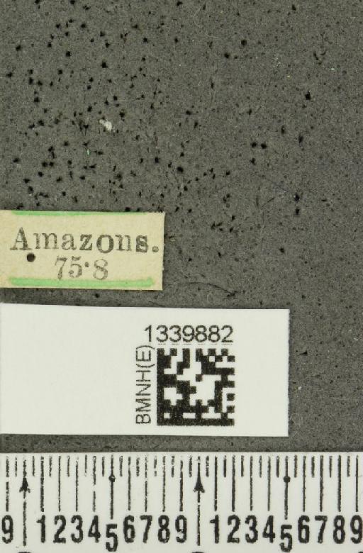 Aristobrotica angulicollis (Erichson, 1848) - BMNHE_1339882_label_23205