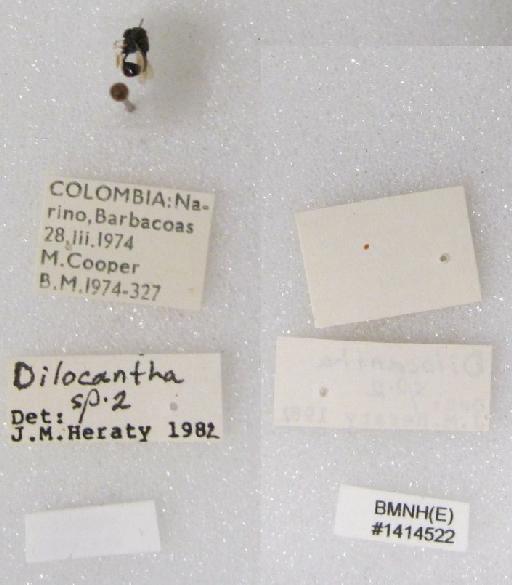 Dilocantha Shipp, 1894 - Dilocantha sp2 #1414522 labels