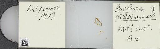Bactrocera (Bactrocera) philippinensis Drew & Hancock, 1994 - BMNHE_1444379_57400