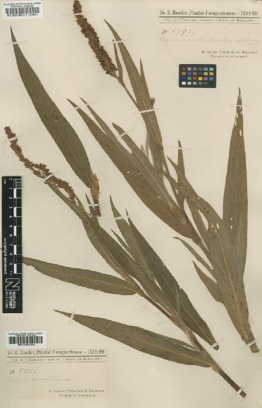 Polygonum acuminatum Kunth - BM000092521