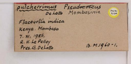 Mombasinia pulcherrimus De Lotto, 1961 - 010715130_additional