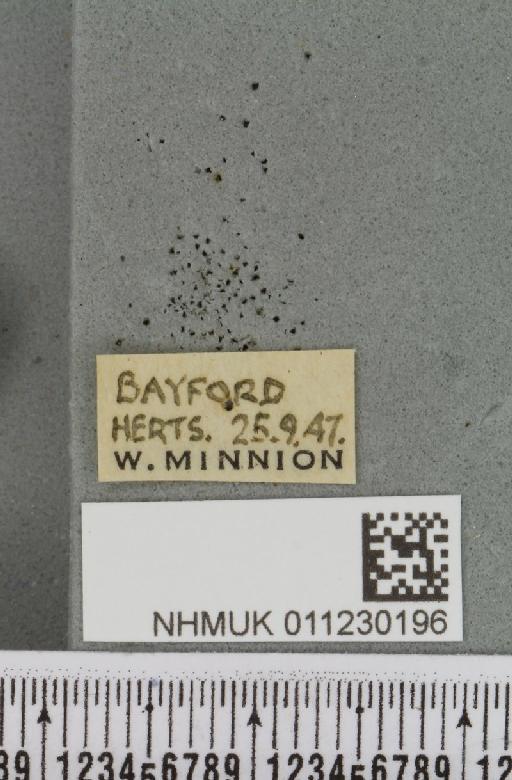 Lithophane ornitopus lactipennis (Dadd, 1911) - NHMUK_011230196_label_632439