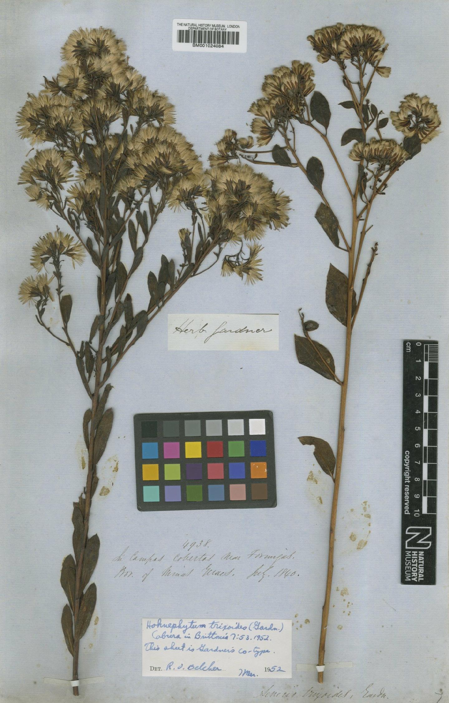 To NHMUK collection (Hoehnephytum trixoides (Gardner) Cabrera; Type; NHMUK:ecatalogue:622543)