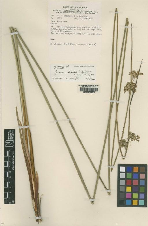 Juncus durus L.Johnson & K.L.Wilson - BM000624983