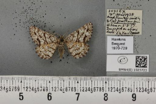 Ematurga atomaria (Linnaeus, 1758) - BMNHE_1923723_488310