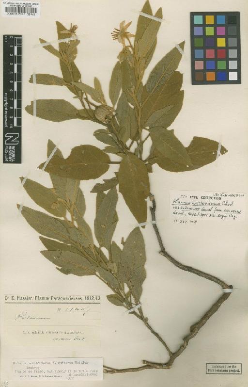 Solanum hasslerianum Chodat - BM000087551