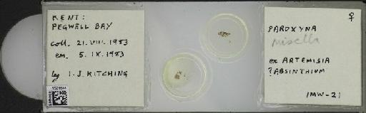 Campiglossa misella (Loew, 1869) - BMNHE_1501544_57572