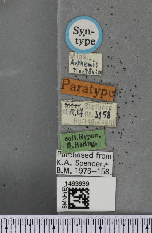 Phytomyza anthemidis Hering, 1928 - BMNHE_1493939_label_61218