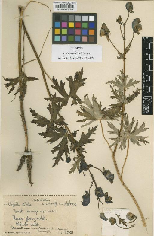 Aconitum amplexicaule Lauener - BM000514908