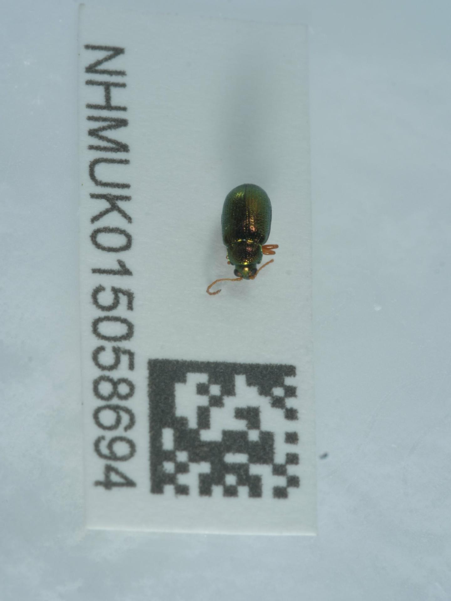 Crepidodera fulvicornis thumbnail