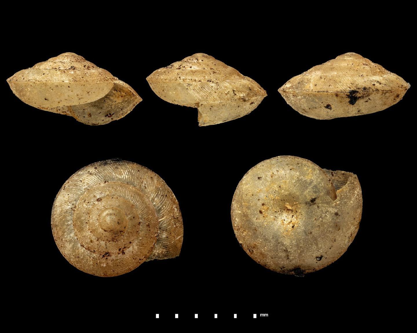 To NHMUK collection (Pseudokaliella akhaensis Godwin-Austen; HOLOTYPE; NHMUK:ecatalogue:10074849)