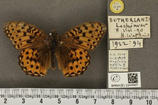 Argynnis aglaja f. scotica Watkins, 1923 - BMNHE_1144565_98404