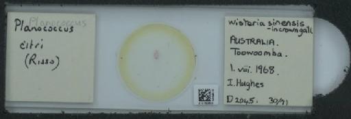 Planococcus citri Risso, 1813 - 010150609_117588_1101300
